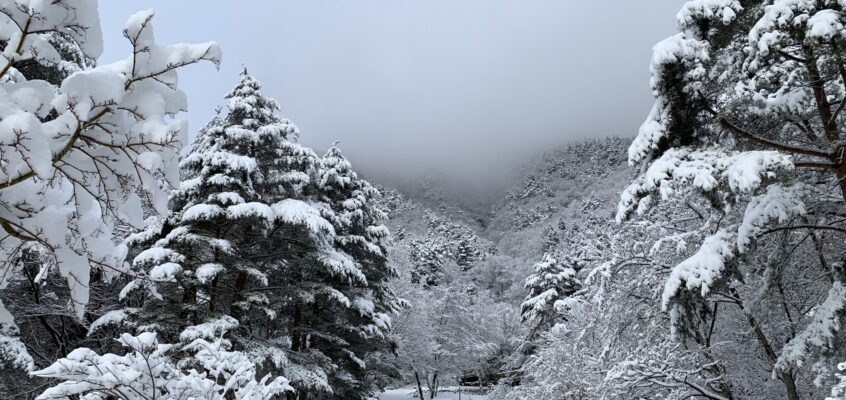 イヤ〜雪国だっぺ〜